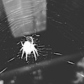 Flash Spider