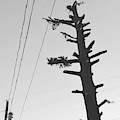 Naked Tree